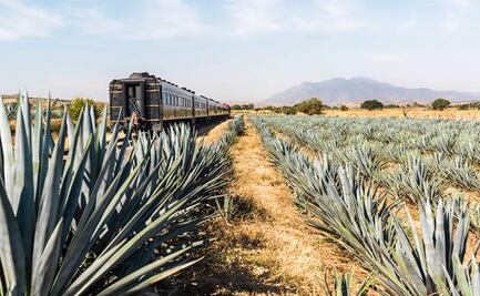 Cuánto cuesta el boleto del tren del tequila y qué incluye