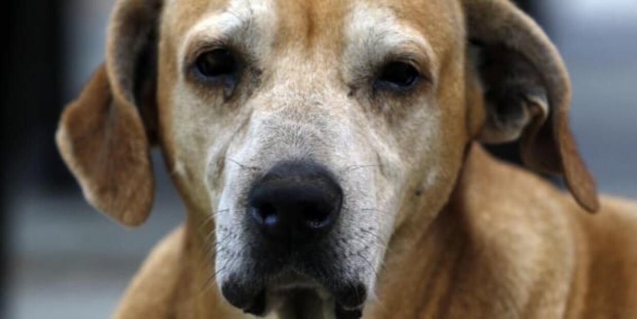 “Marcos”, el perro de Colombia que espera a su amo en hospital desde el 2017