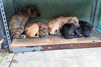 Buscan proteger a las mascotas