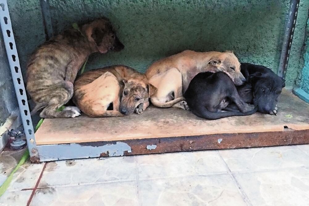 Maltratos comunes. Con base en reportes de la Semarnat, el abandono y la mala alimentación son los maltratos más frecuentes a las mascotas. Foto: Archivo El Universal