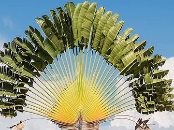 La planta que podría salvar tu vida, conoce la palmera del viajero