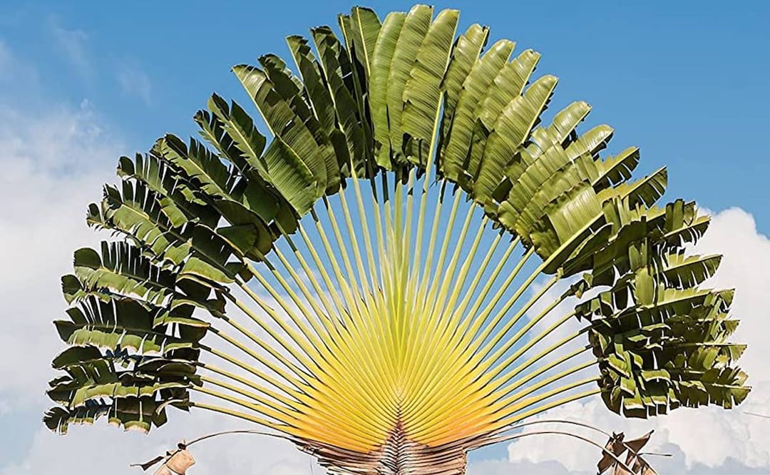 Foto: Wekiva Foliage / Amazon