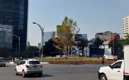 Prevén que el ahuehuete de Reforma se recupere en primavera