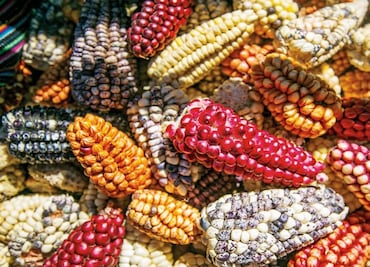 Rescuing native maize