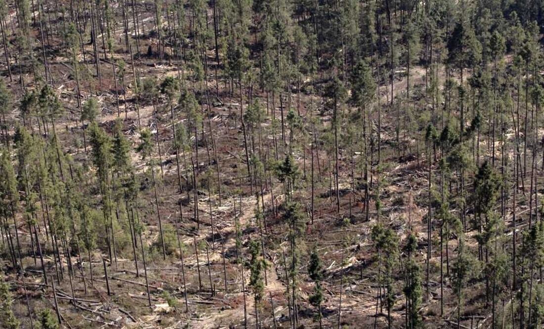 Imagen genérica de los efectos de la deforestación. Foto: Archivo El Universal