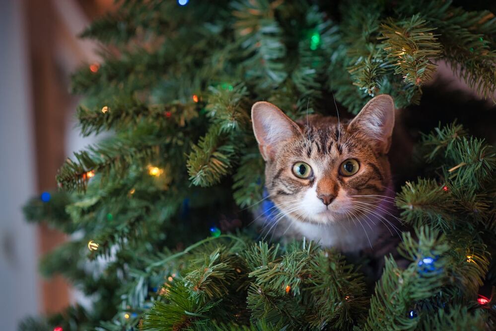 gato navidad. Foto: Pexels