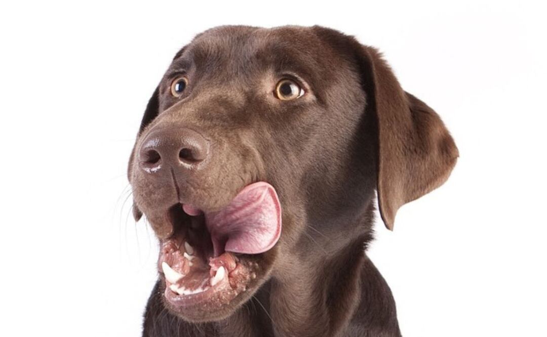 Mascotas y alimentación. Fuente: Pixabay