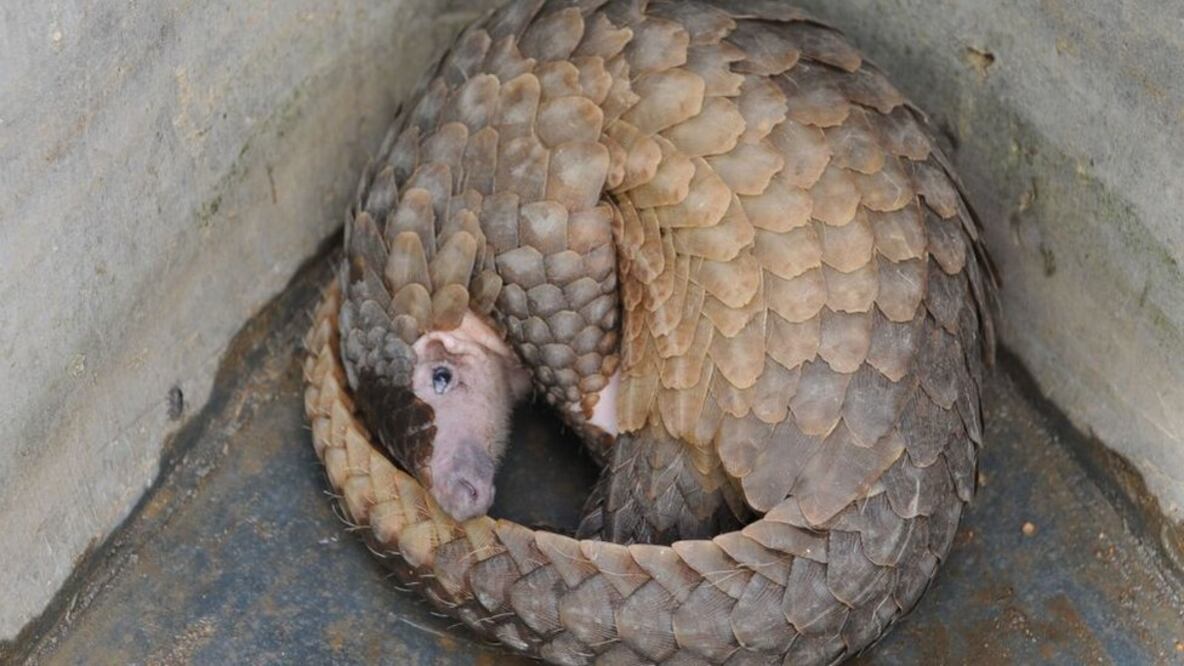 Debido a la demanda de medicina tradicional, el pangolín está casi extinto en China y ahora es el animal más traficado en el mundo. Foto: Getty Images