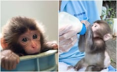 “Punch”: Cuidador del mono viral habla sobre su nacimiento; zoológico comparte tiernas imágenes