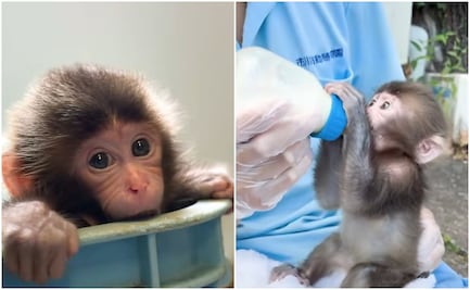 “Punch”: Cuidador del mono viral habla sobre su nacimiento; zoológico comparte tiernas imágenes