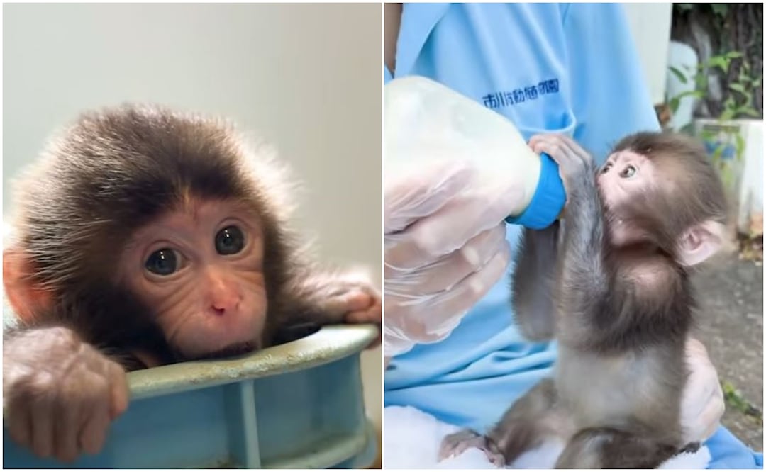 El bebé mono continúa adaptándose a su manada en el Zoológico de Ichikawa. Fotos: Especial