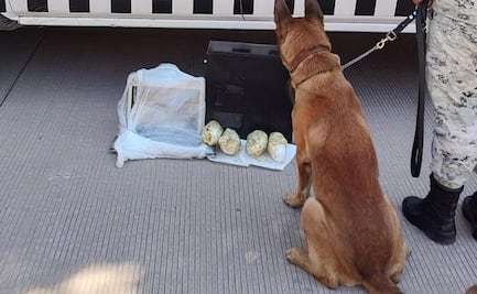 Guardia Nacional detecta envoltorios con aparente cristal dentro de CPU de computadora