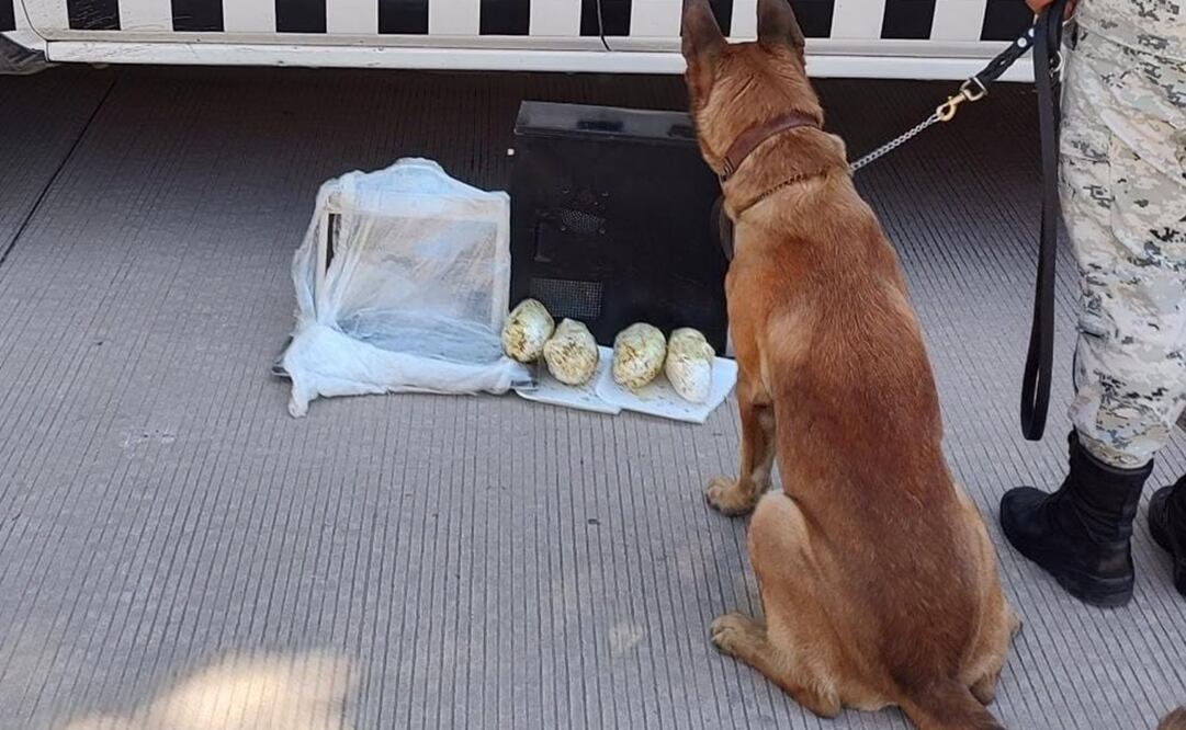 Foto: Cortesía Guardia Nacional 