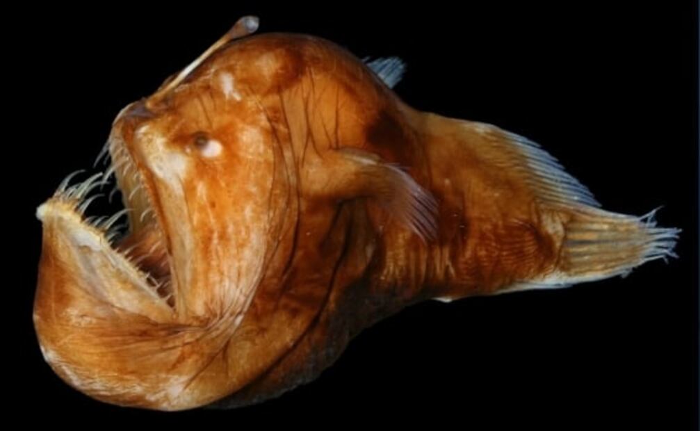 7 animales marinos que parecen salidos de una pesadilla