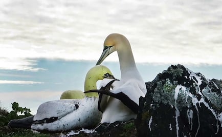 Nigel, el ave más solitaria del mundo, muere junto a la estatua que amaba