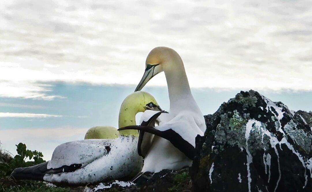 (Foto: Departamento de Conservación de Nueva Zelanda)