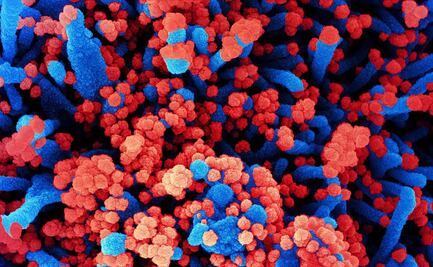 Científicos exploran el árbol genealógico del coronavirus