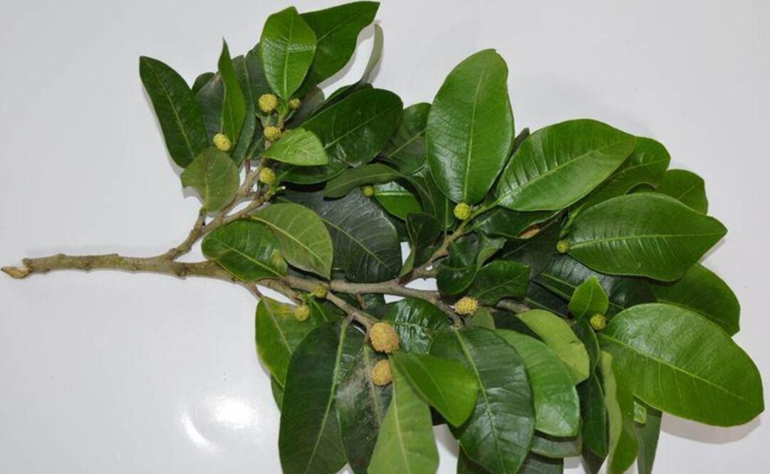 El árbol del ramón es típico de Yucatán (Foto: Yazmín Rodríguez Galaz /EL UNIVERSAL)