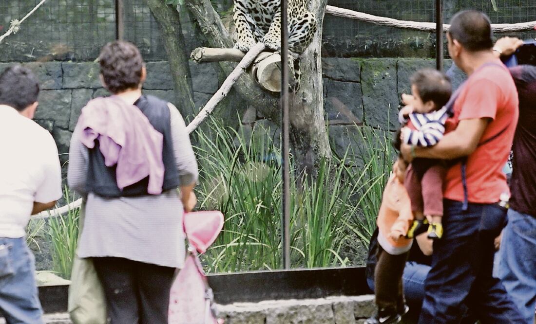 Zoológicos, aún sin rehabilitar, dicen activistas