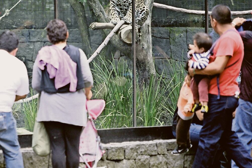 Zoológicos, aún sin rehabilitar, dicen activistas