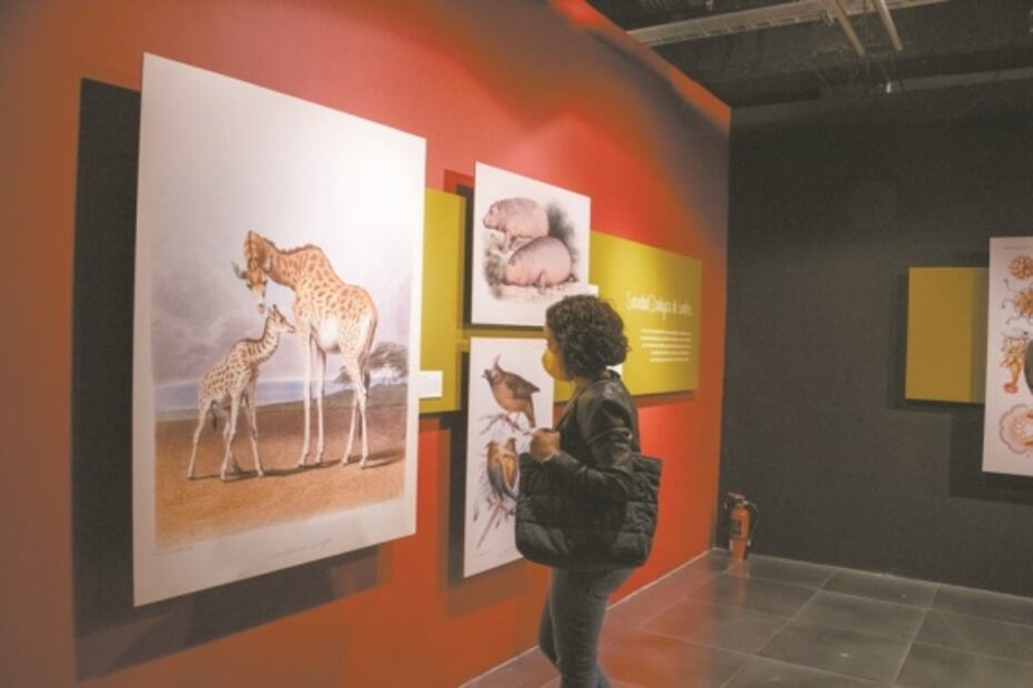 Recrean historia de ilustración científica