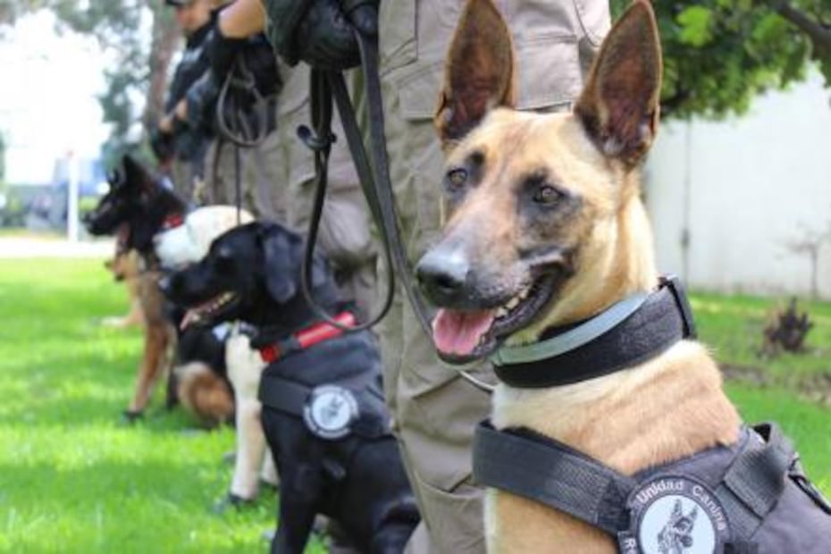 “Perros donados por EU, listos para actuar” 