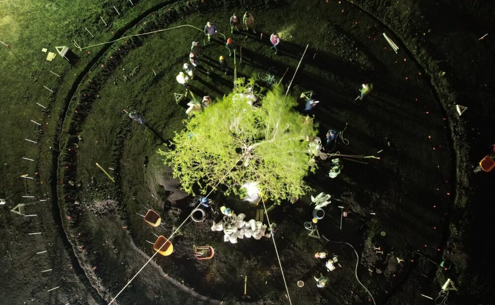 El nuevo ahuehuete de Reforma se mantendrá cercado al menos hasta marzo de 2024. Foto: Especial