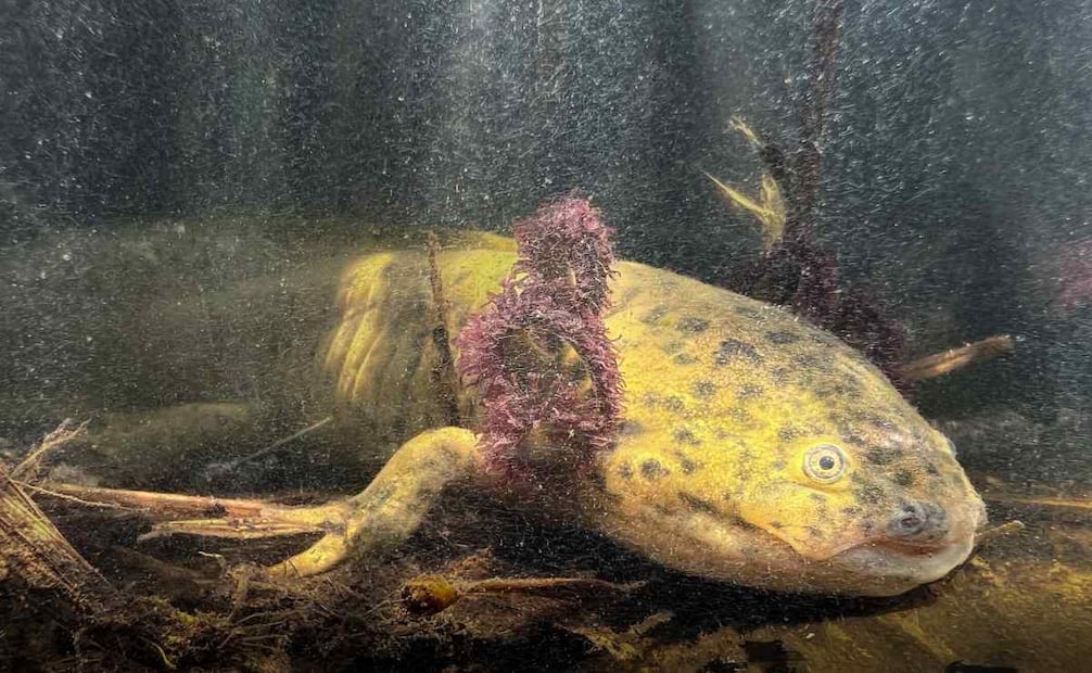 Ajolote del Altiplano en Lago de Tláhuac-Xico. Foto: Comisión Nacional de Áreas Naturales Protegidas