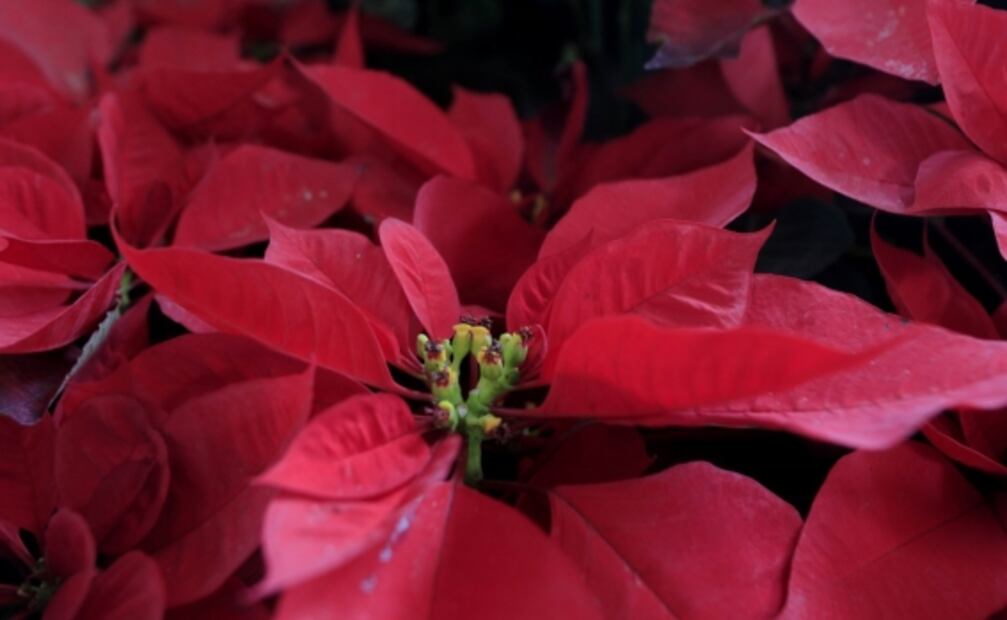 Nochebuenas y otras plantas navideñas que son tóxicas para tus mascotas