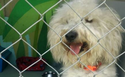 Adoptan a "Tacubo"; otro perro ocupa su lugar en Centro de Transferencia Canina del Metro 