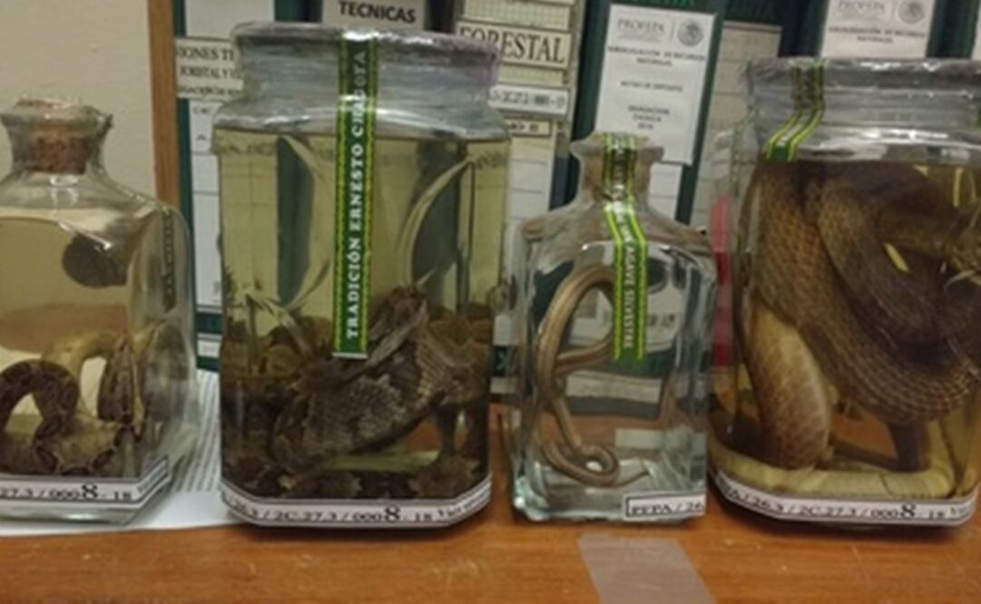 Las botellas contenían boas, una culebra vientre amarillo, una culebra cabeza surcada y una culebra alacranera. (FOTO: Profepa)