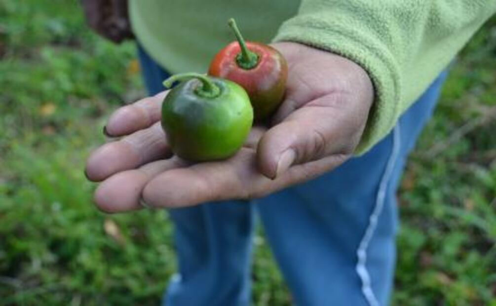 Los maíces de Socorro