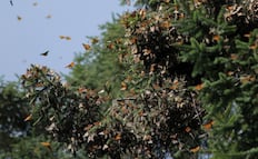 Ramírez Bedolla pide a EU y Canadá proteger migración de la mariposa monarca; acusa uso de plaguicidas