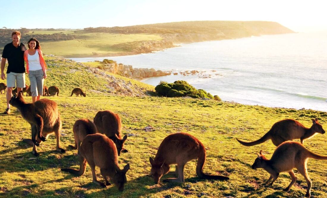 El canguro de Kangaroo Island es más pequeño que el resto de los ejemplares australianos. (Foto: South Australian Tourism Commission)
