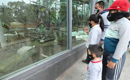 Con poco aforo, vuelven parques y zoológicos ante Covid-19 en Edomex