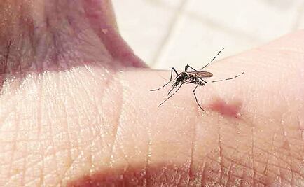 Sonora reporta primer fallecimiento por dengue en 2017