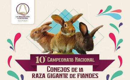 Magdalena Contreras celebra Campeonato Nacional de Conejos; exhibición, gastronomía y música en la décima edición