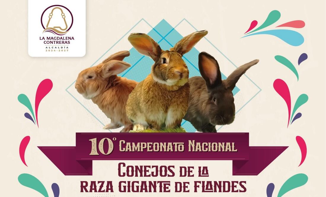 Magdalena Contreras celebra Campeonato Nacional de Conejos; exhibición, gastronomía y música en la décima edición. Foto: Especial