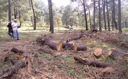 Participa Gendarmería en reforestación del Parque Izta-Popo Zoquiapan