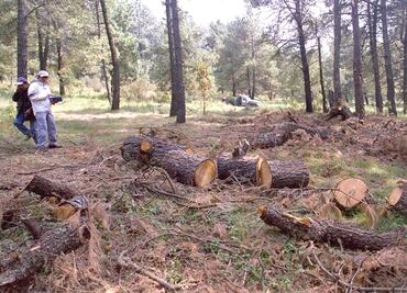 Participa Gendarmería en reforestación del Parque Izta-Popo Zoquiapan