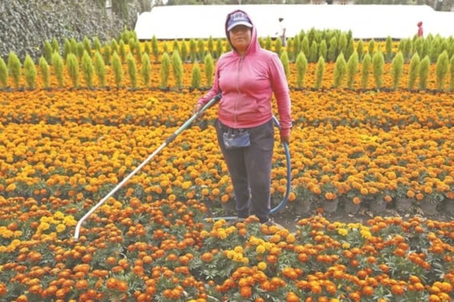 El Covid-19 no marchita el cultivo de cempasúchil