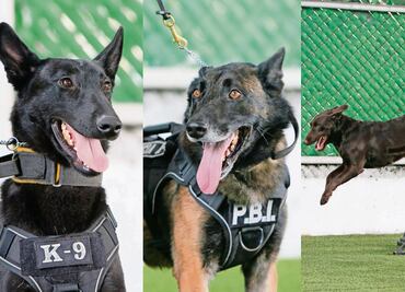 Balto, Cali y Sori se integran a la unidad canina de la policía