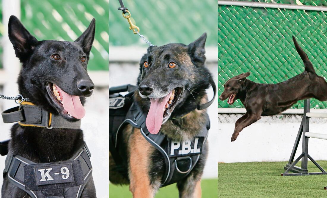 El entrenamiento de Balto, Cali y Sori comienza desde el juego, basado en una técnica de refuerzo positivo, donde los perros buscan su pelota que ha sido asociada con un olor de una sustancia o persona a encontrar. Fotos: Darío Luna / EL UNIVERSAL