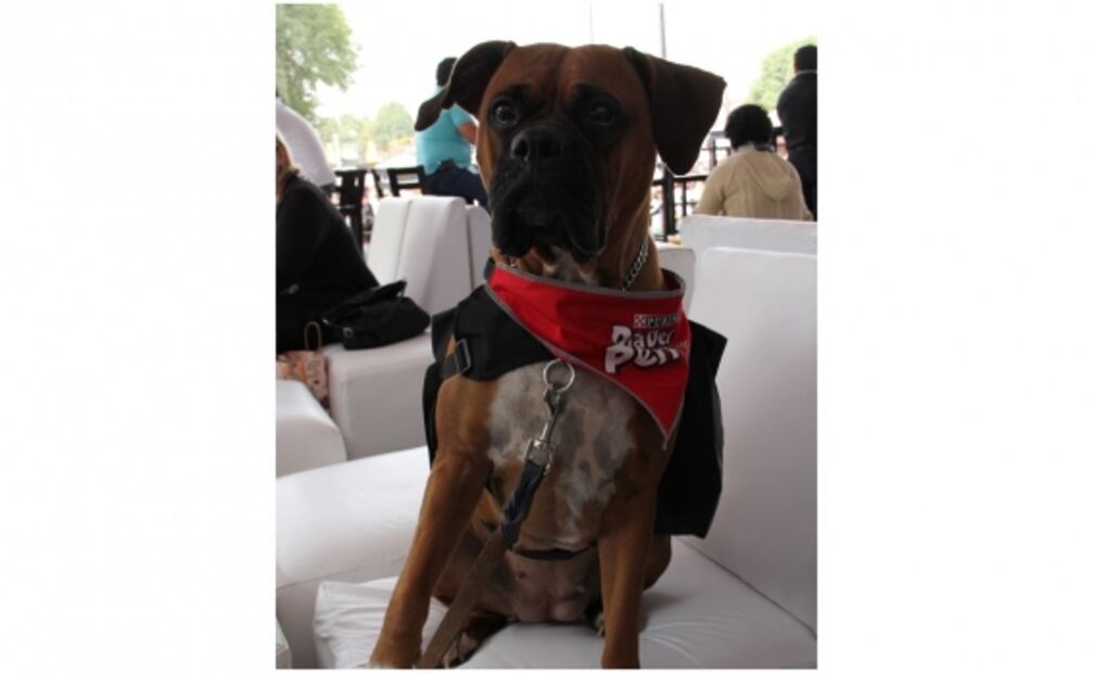 El genoma del perro que no ladra ilumina la evolución de los canes