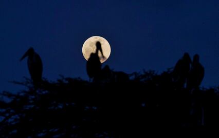 Eclipse Lunar 2025 en México: ¿Cómo afecta a los animales este fenómeno astronómico?