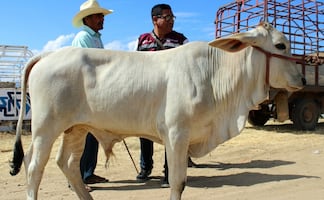 Oaxaca acumula mil 984 casos del gusano barrenador; 161 se mantienen activos 