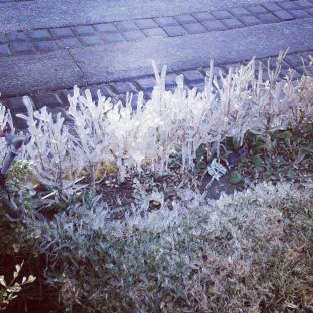 Bajas temperaturas cubren de blanco árboles en Tlaxcala