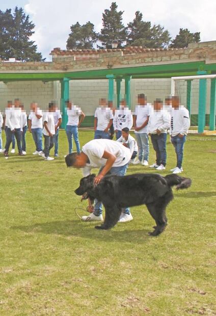 Perros e internos: asistencia mutua
