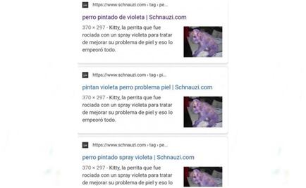 Falso, que feministas hayan grafiteado a perro en marcha