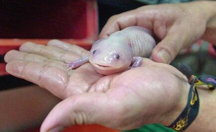 Axolotl, key to tissue regeneration